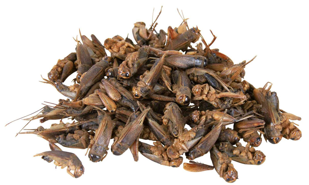 Ein Haufen getrockneter brauner Grillen liegt aufeinander gestapelt auf weißem Hintergrund.