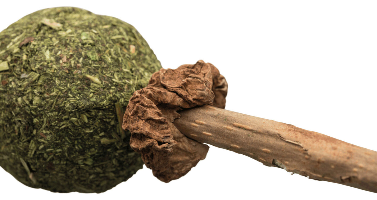 Ein brauner Stock mit grünem, pflanzlichem Ball an einem Ende und einer braunen, gewellten Umrandung.