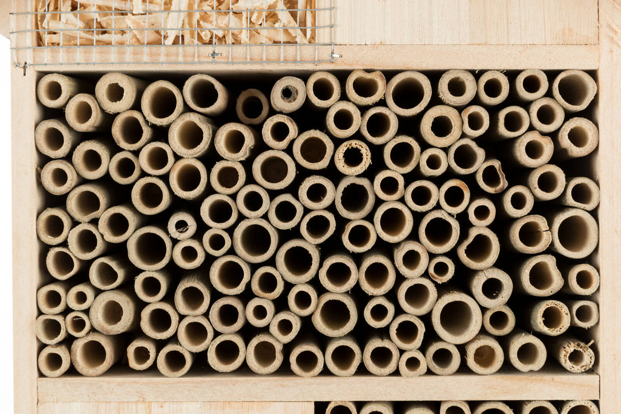 Dicht gepackte Röhrchen in einem Holzkasten mit einem Drahtgitter darüber, oben sind Holzspäne sichtbar.