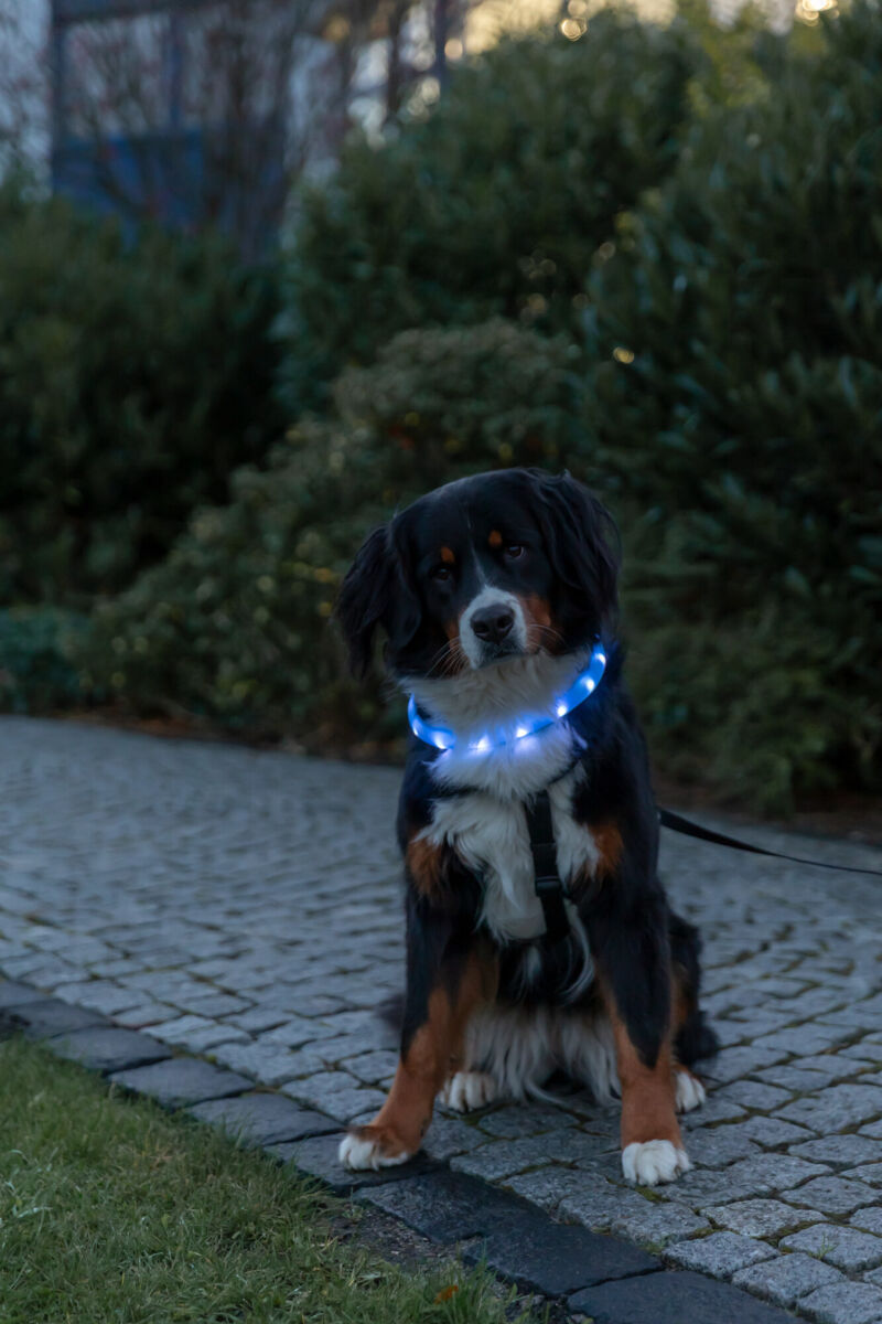 Hund mit blauem Leuchthalsband sitzt auf einem gepflasterten Weg in einem Garten.