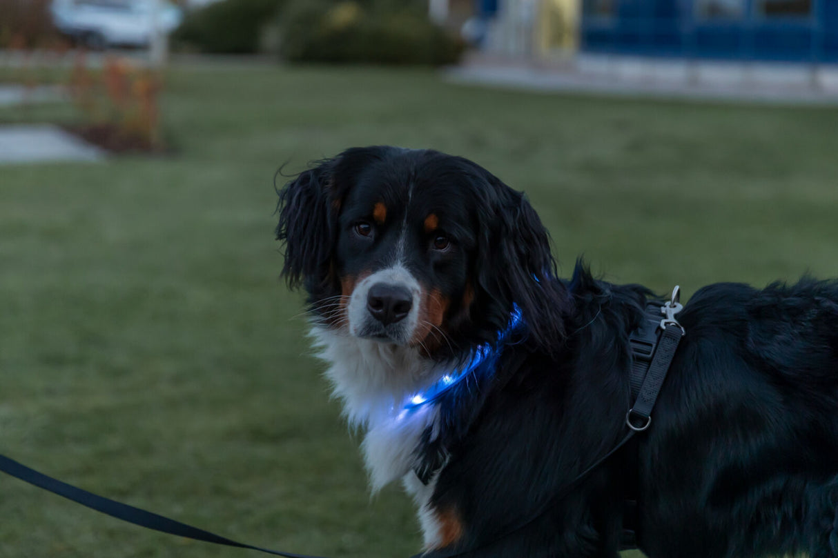 Ein Hund trägt ein leuchtendes Halsband auf einer Wiese bei Dämmerung.