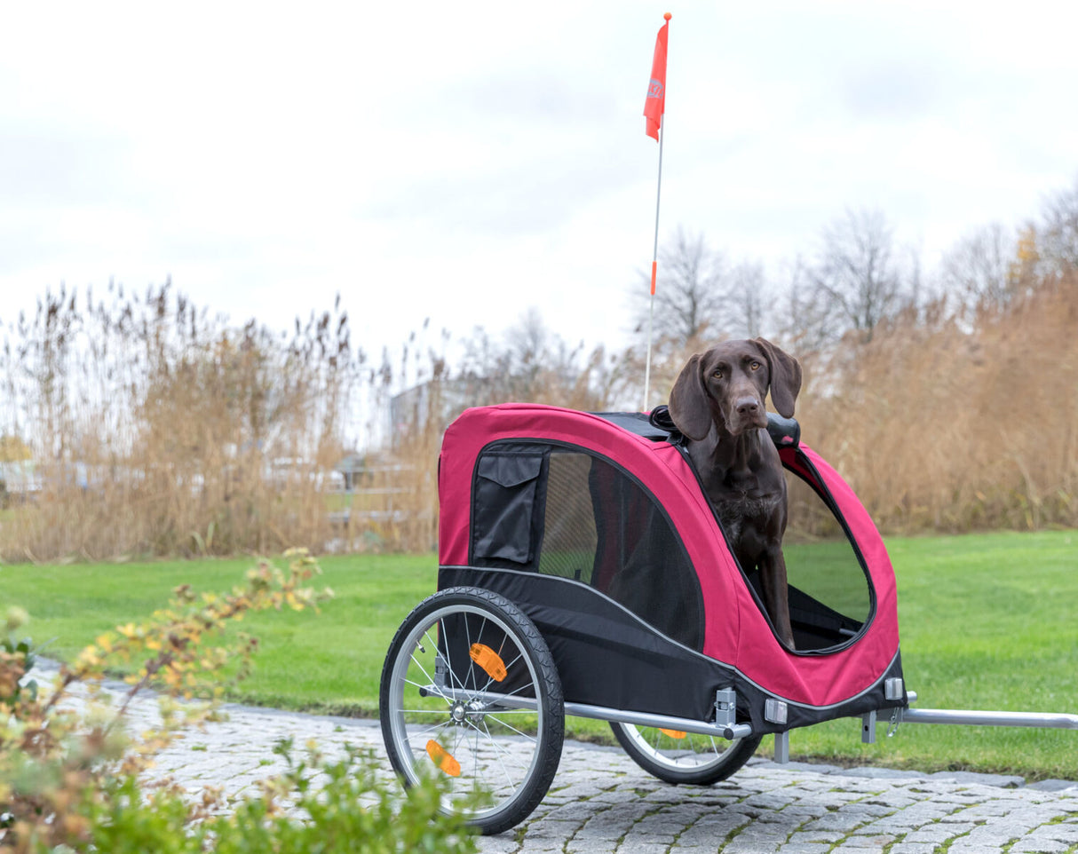 Ein brauner Hund schaut aus einem rot-schwarzen Fahrradanhänger mit einer orangefarbenen Fahne, umgeben von einer grünen Wiese.