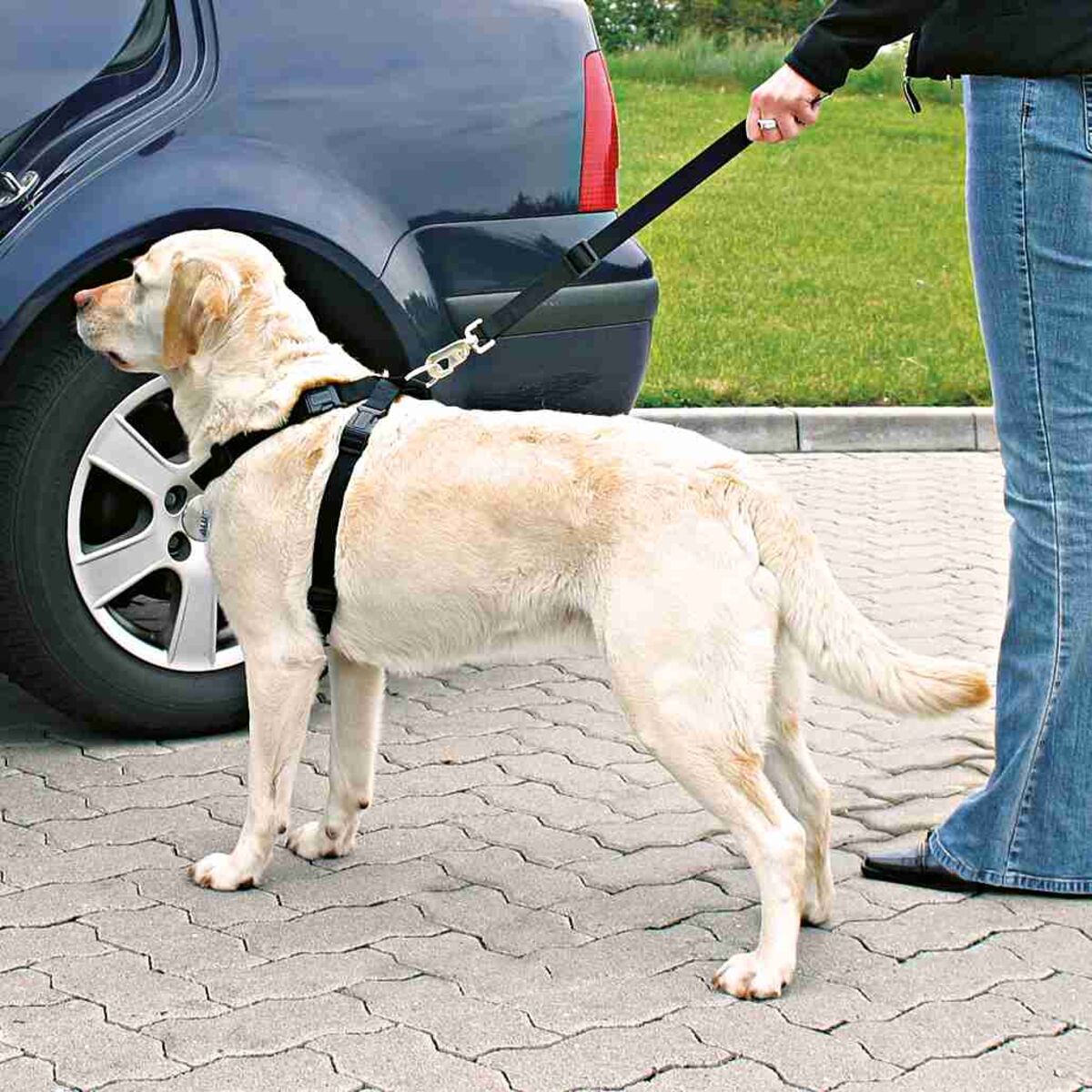 Ein beigefarbener Hund an einer Leine steht neben einem parkenden Auto auf einem gepflasterten Platz.