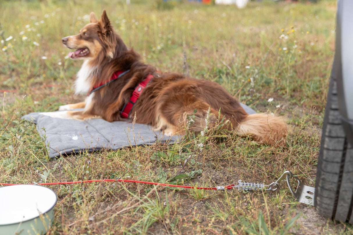 Ein Hund mit braunem Fell und rotem Geschirr liegt auf einer grauen Matte neben einem geparkten Auto auf einer Wiese.
