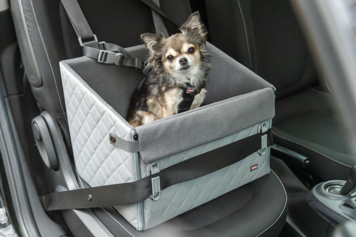 Ein kleiner Hund sitzt in einem grauen Autositz mit Sicherheitsgurt auf dem Beifahrersitz eines Autos.