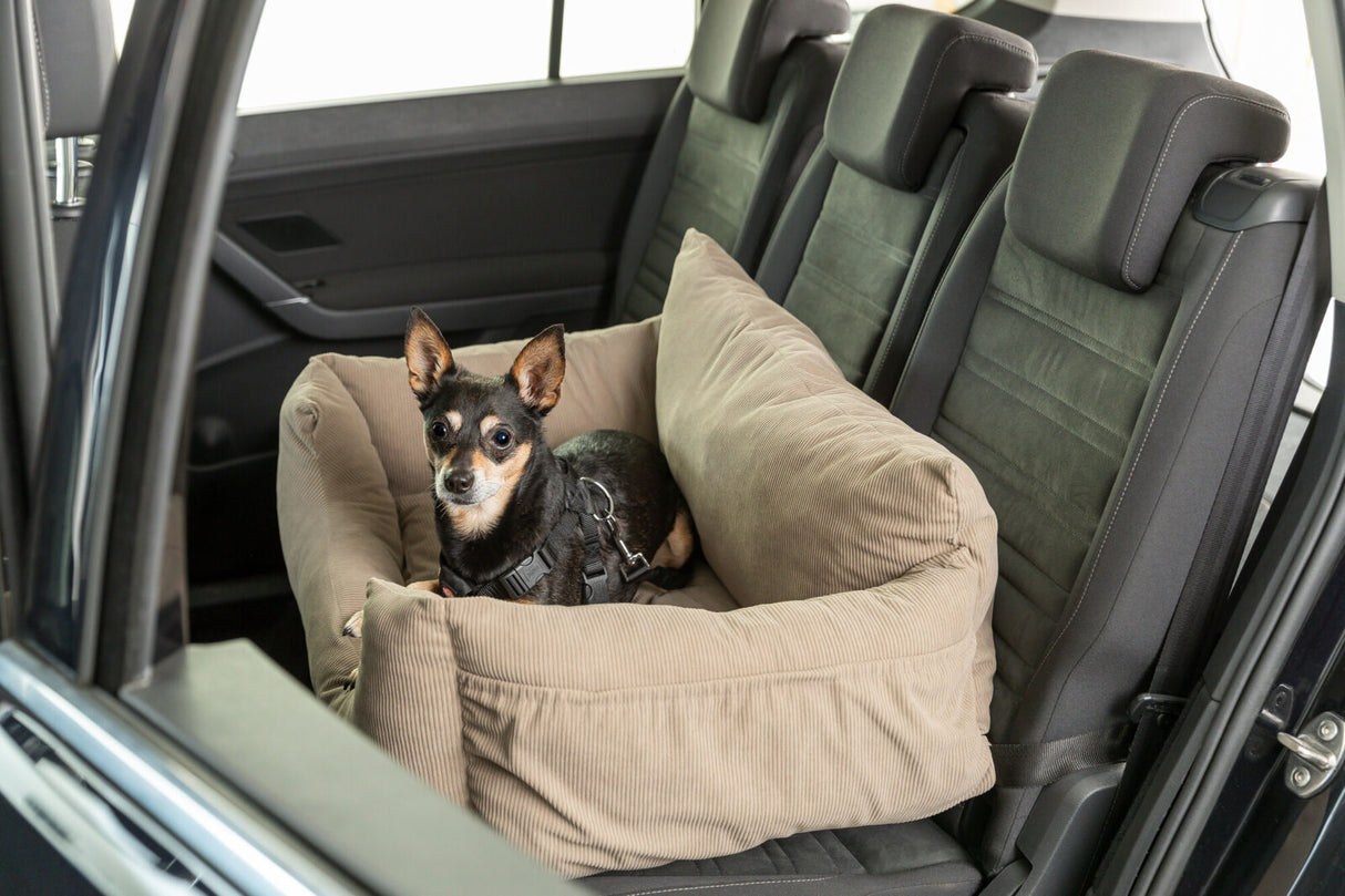 Ein kleiner Hund sitzt in einem beigen Hundebett auf dem Rücksitz eines Autos und schaut in die Kamera.