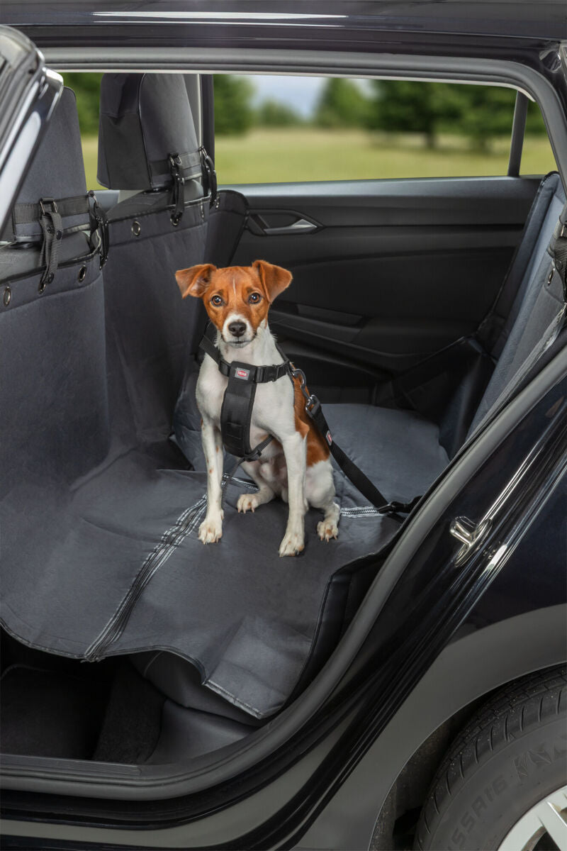Ein kleiner Hund sitzt auf der Rückbank eines Autos und trägt ein schwarzes Hundegeschirr.