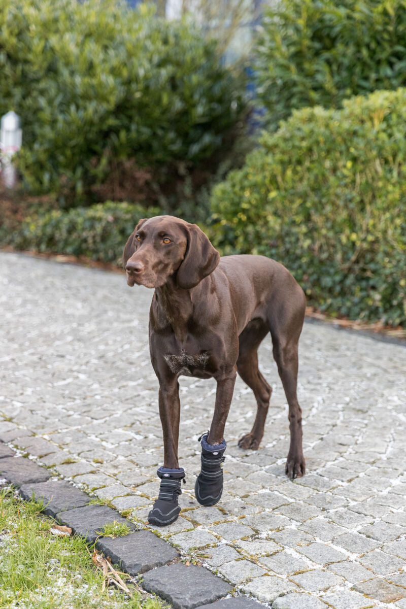 Brauner Hund mit dunklen Pfotenschuhen steht auf einem gepflasterten Weg, umgeben von grünen Büschen.