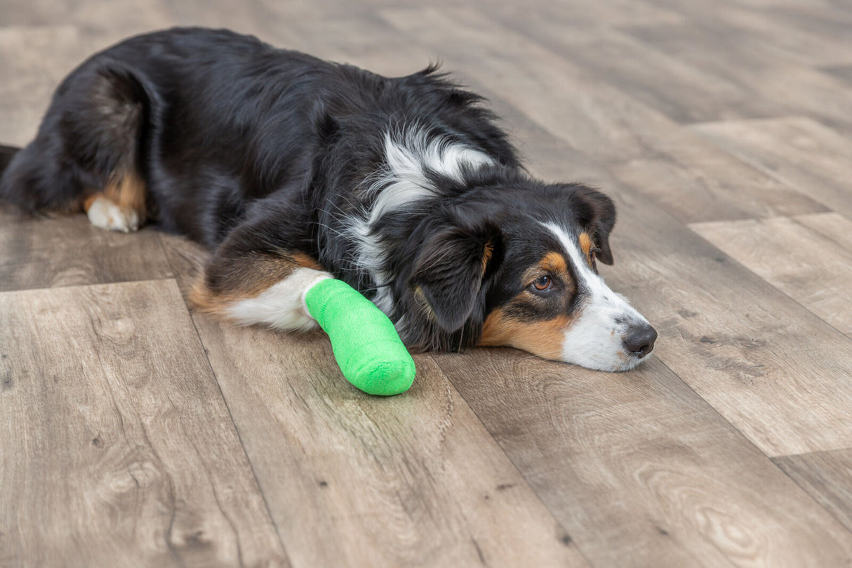 Hund liegt auf Holzboden mit grünem Verband um Pfote, Kopf seitlich abgelegt, langes Fell in Schwarz-Weiß.