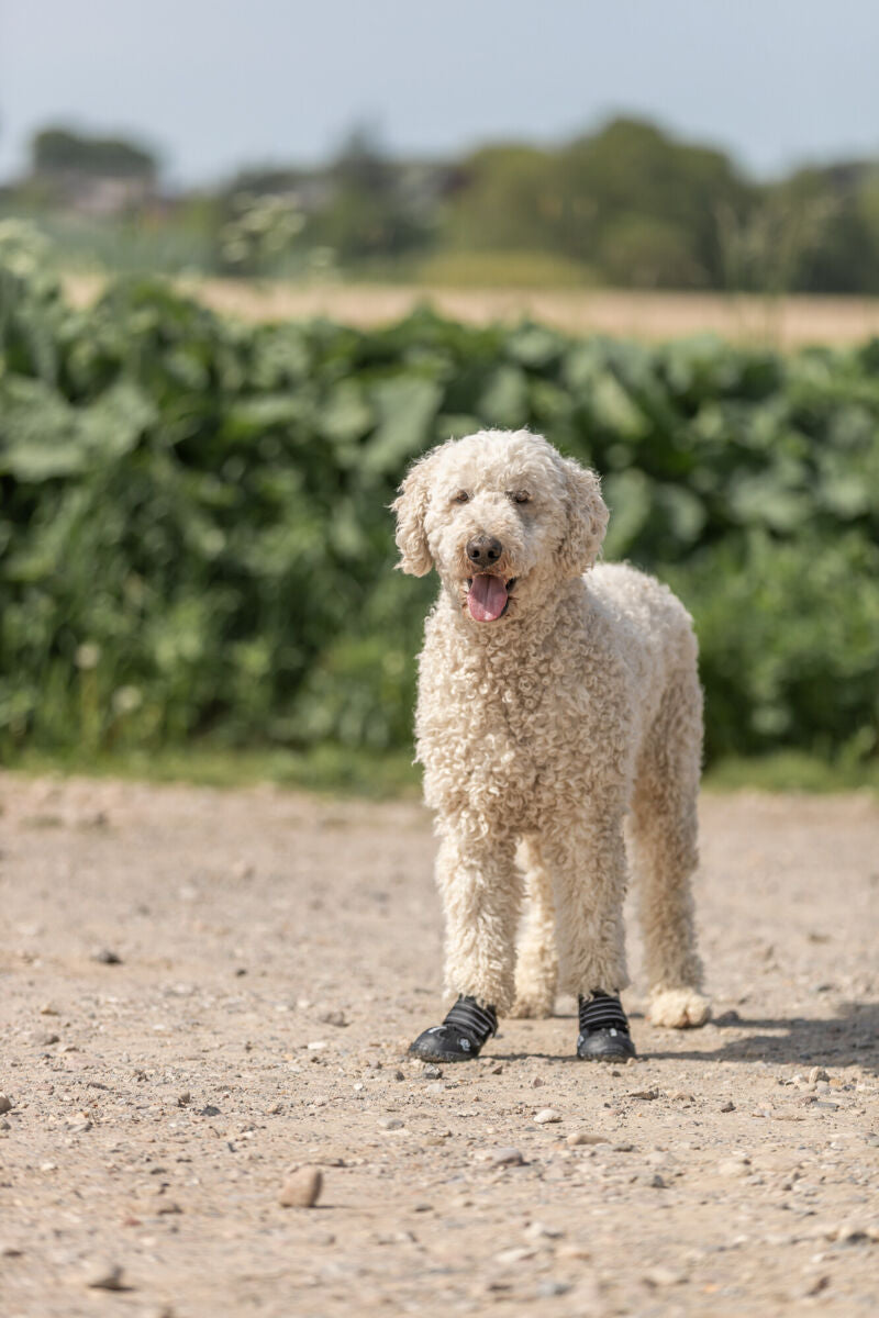 Ein weißer, lockiger Hund mit schwarzen Hundeschuhen steht auf einer sandigen Fläche vor grünen Büschen.
