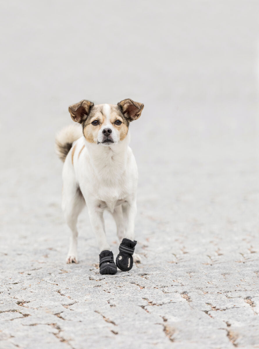 Ein kleiner Hund mit weißem Fell und beigen Flecken trägt schwarze Schuhe und geht auf grauem Pflaster.
