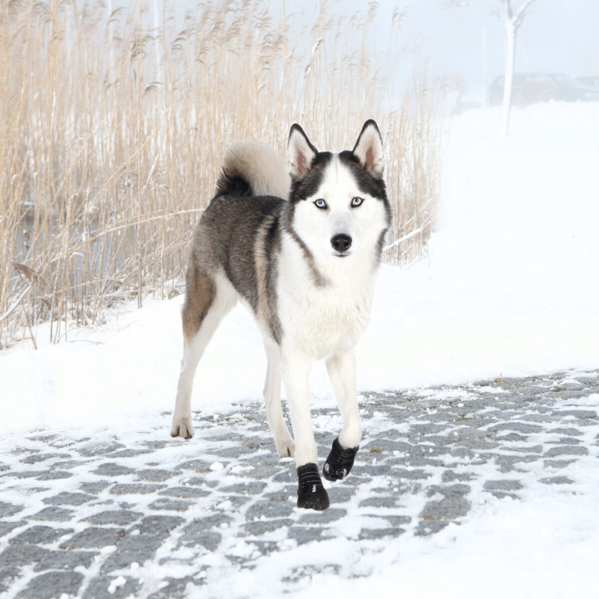 Ein schwarz-weißer Hund mit blauen Augen trägt Hundeschuhe und steht auf einem verschneiten Weg vor Schilfrohr.