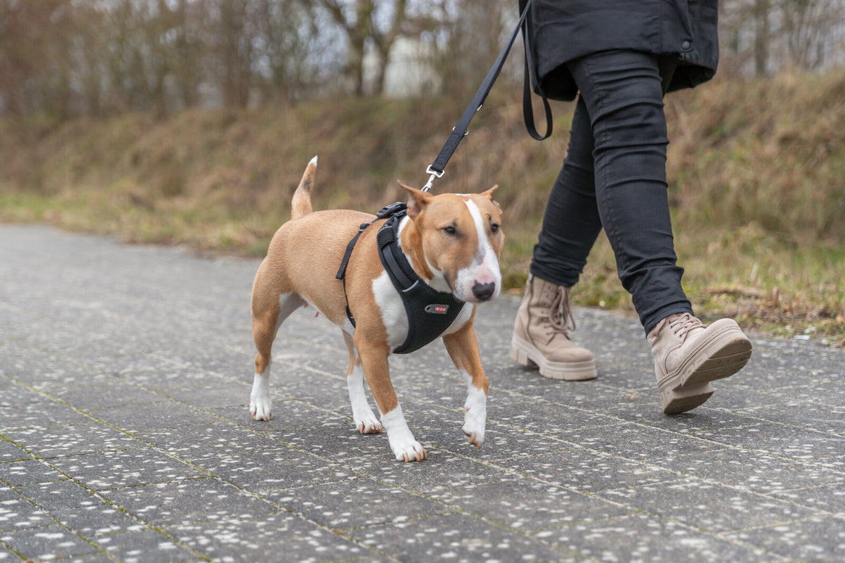 Hund an der Leine spaziert mit Person in Stiefeln auf einem gepflasterten Weg entlang einer Wiesenkante.