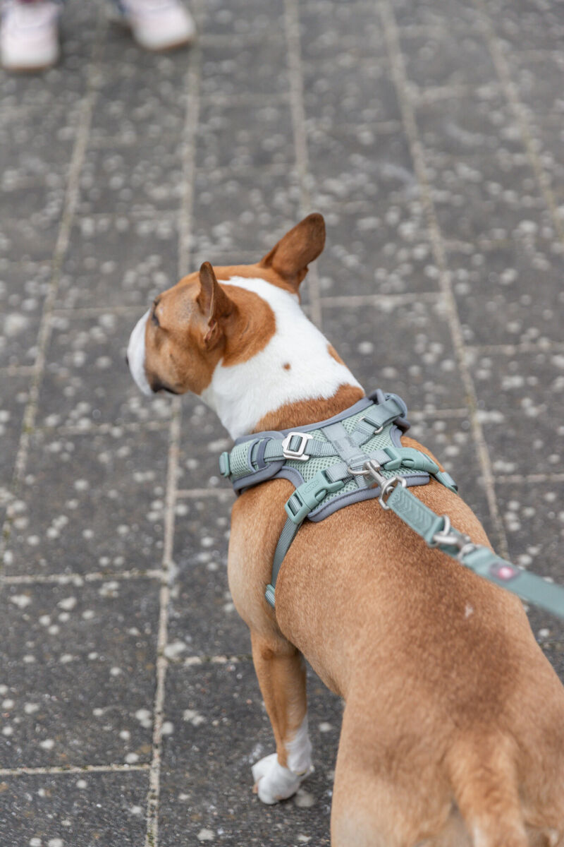 Ein Hund mit braun-weißem Fell trägt ein graues Geschirr auf einem gepflasterten Weg.