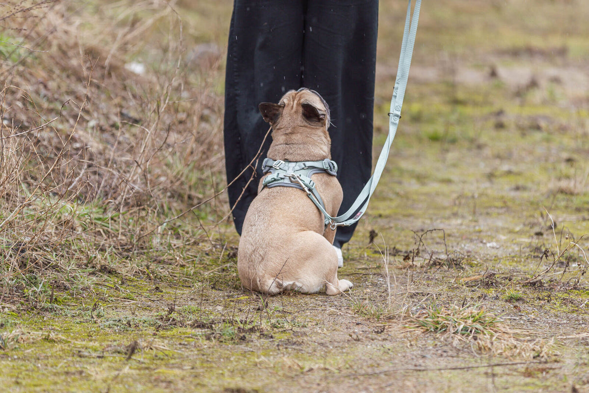 Ein kleiner Hund mit Geschirr sitzt auf einem grasbewachsenen Weg und blickt zu einer stehenden Person.