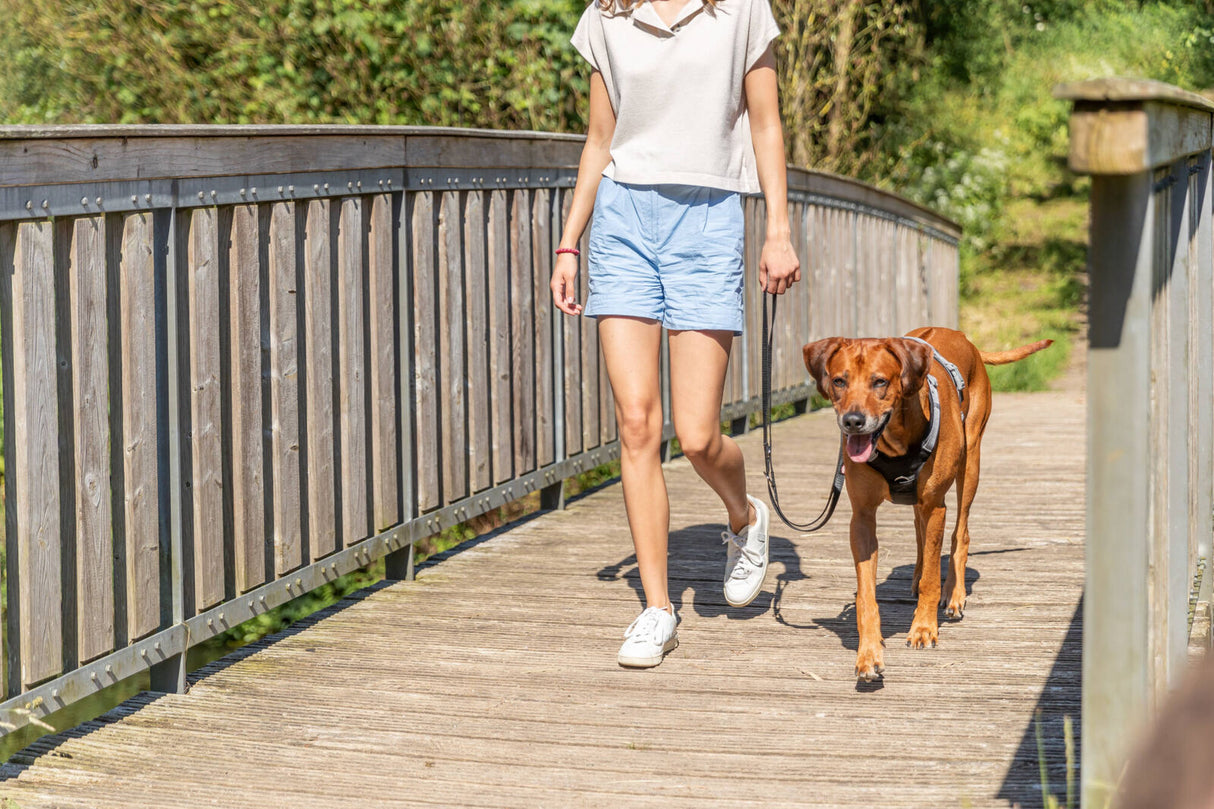 Frau spaziert mit braunem Hund an der Leine über eine hölzerne Brücke bei sonnigem Wetter.