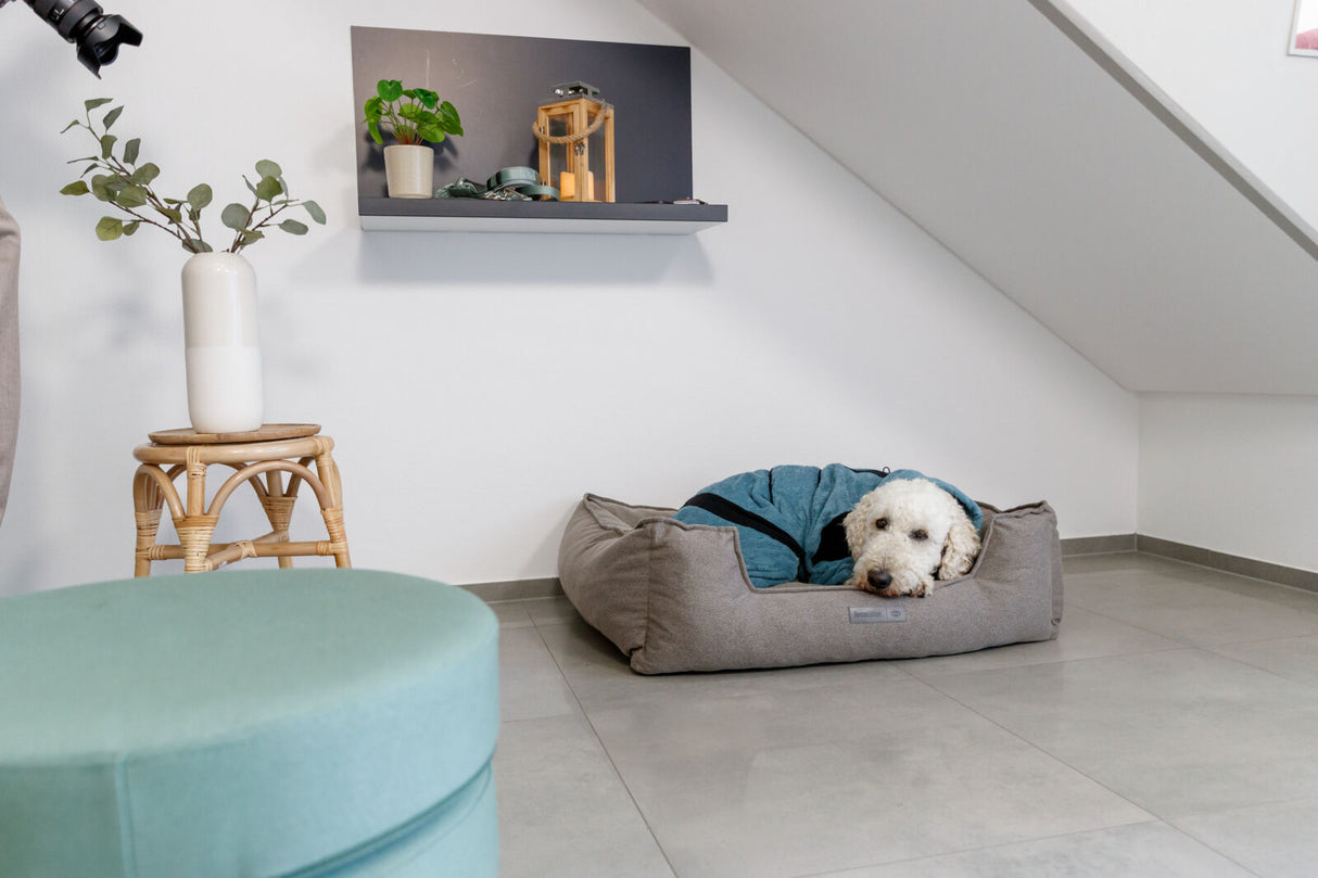 Hund liegt in einem grauen Hundebett vor weißer Wand, daneben ein runder Hocker mit Vase und Regal mit Pflanzen.