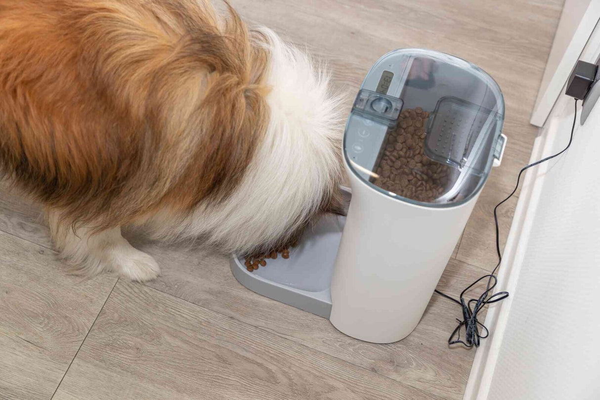 Ein Hund frisst aus einem automatischen Futterspender mit durchsichtiger Abdeckung auf einem Holzboden.