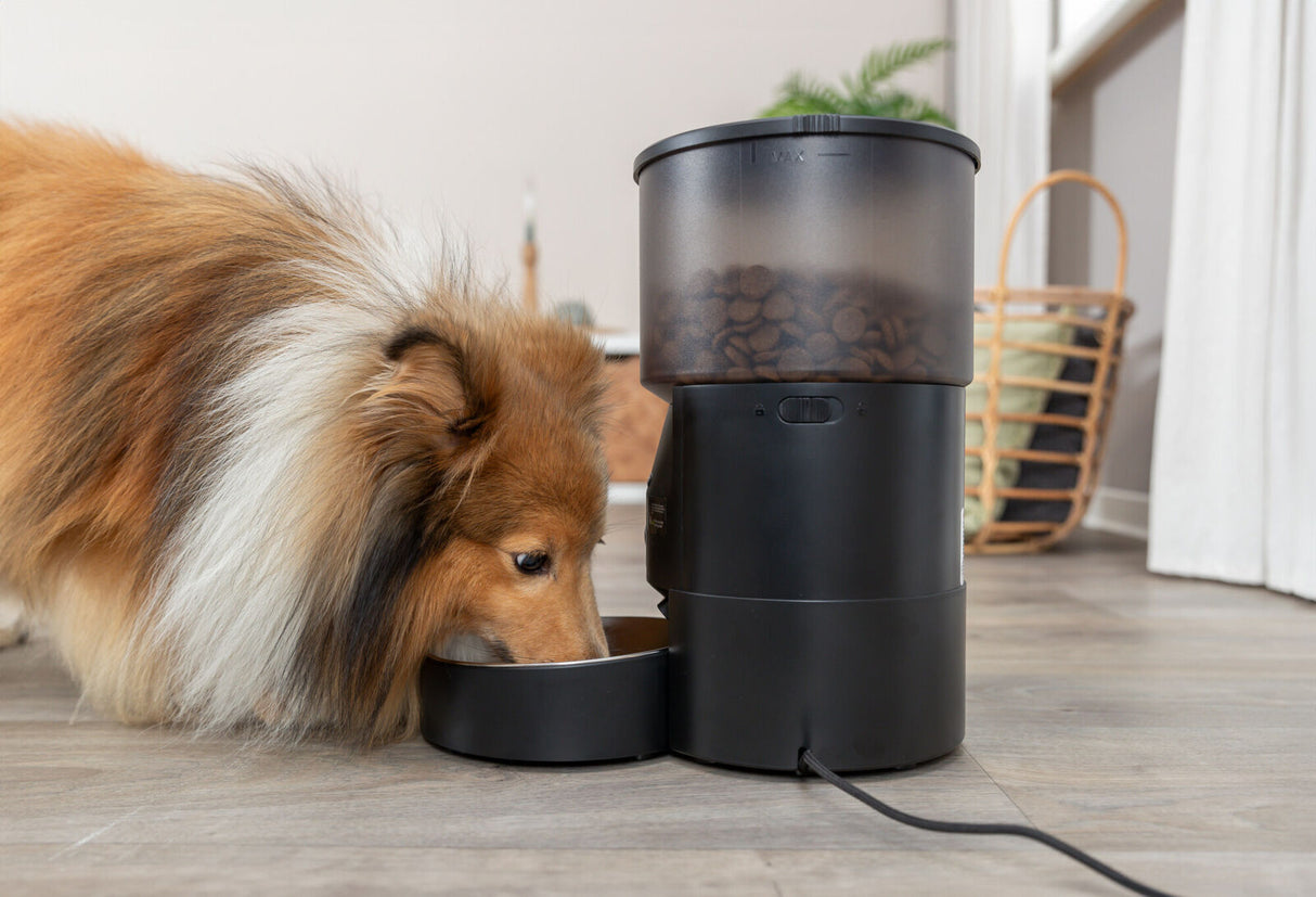 Hund frisst aus einem automatischen Futterspender in einem hellen Raum mit Holzfußboden und Korb.