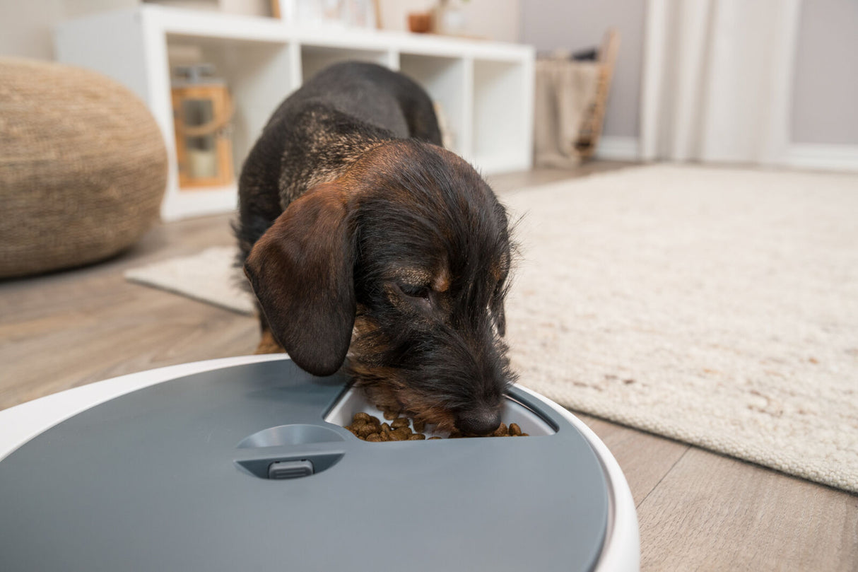Hund frisst aus grauem Napf auf Holzboden mit Teppich im Hintergrund.