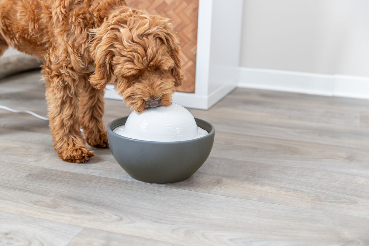 Ein kleiner brauner Hund trinkt aus einem weißen Trinkbrunnen, der in einer grauen Schale steht.