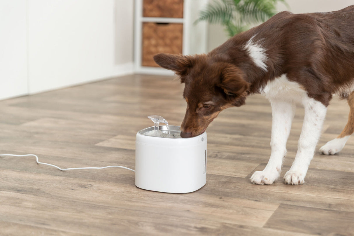 Hund trinkt aus einem weißen Wasserspender auf einem Holzboden.