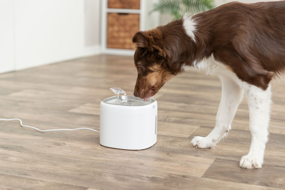 Hund trinkt Wasser aus einem weißen Trinkbrunnen auf Laminatboden.
