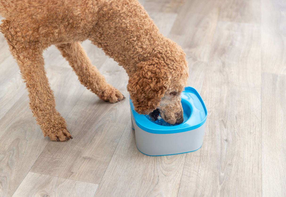 Ein brauner Hund trinkt Wasser aus einer blauen und grauen Wasserschale auf einem hellen Holzboden.