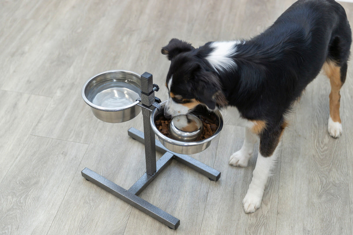Hund frisst aus einem erhöhten doppelten Hundenapfständer aus Metall auf hellem Holzboden.