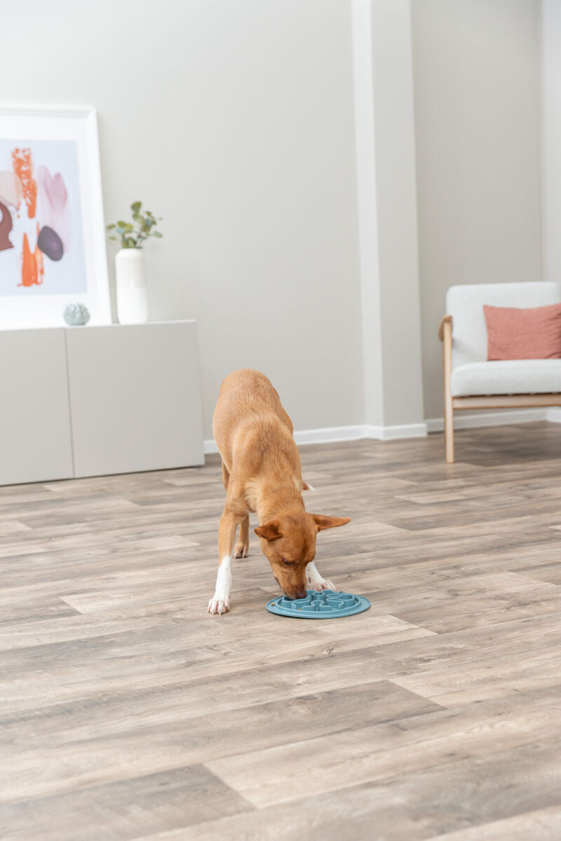 Ein Hund frisst aus einem blauen Fressnapf in einem hellen Zimmer mit Holzboden, einem Sessel und einem Bild an der Wand.