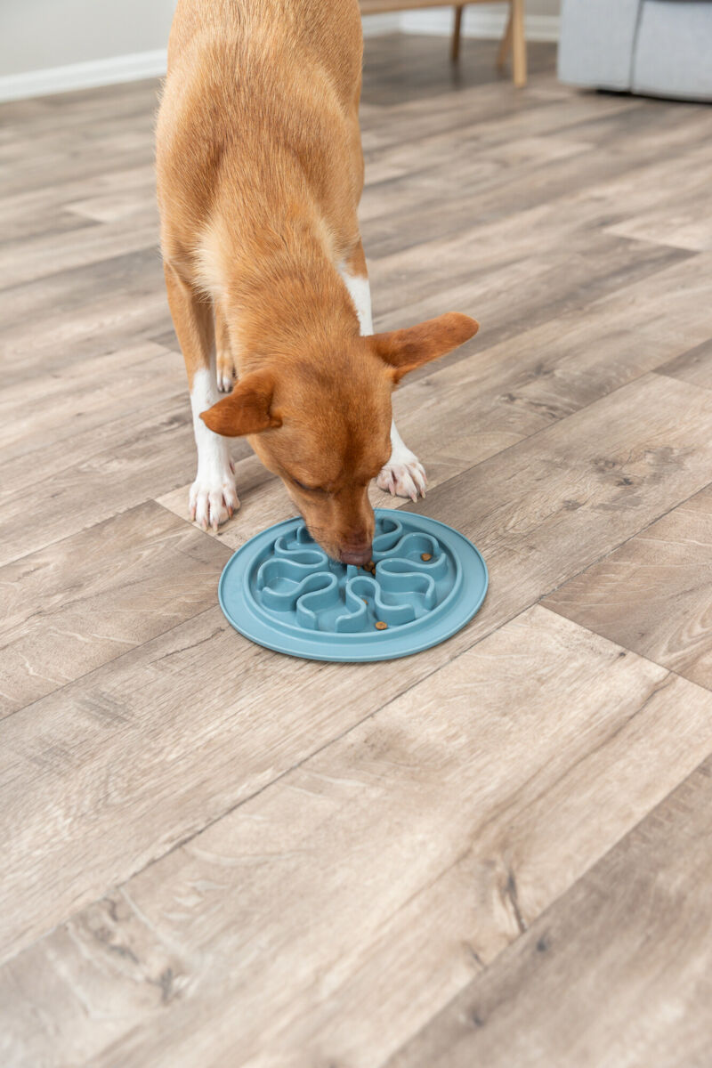 Ein Hund frisst aus einem blauen Slow-Feeder-Napf auf einem hellbraunen Holzboden.