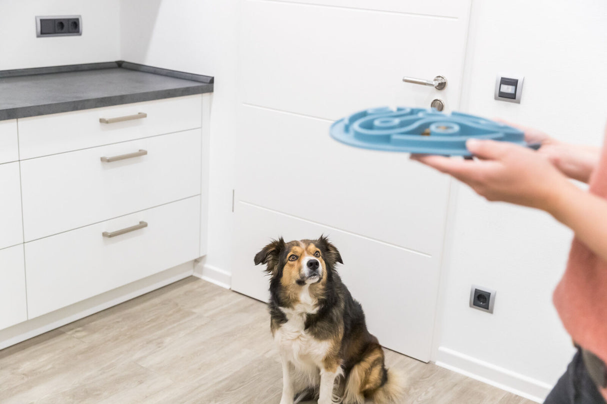 Ein Hund sitzt auf einem Holzboden in einer Küche, Blick auf eine Person mit blauem Fressnapf in der Hand.