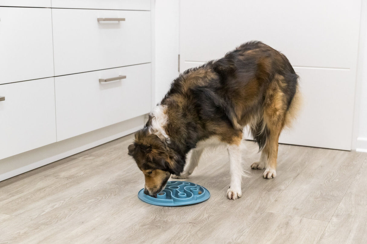 Hund mit braunem Fell frisst aus einem blauen Futternapf im Raum mit weißem Schrank und hellem Holzboden.