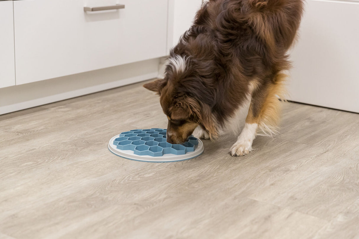 Hund frisst aus einem blau-weißen Fressnapf mit Wabenstruktur auf einem Holzfußboden in einer Küche.