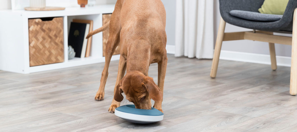 Ein Hund schnüffelt an einem runden, blauen Spielzeug auf einem Holzfußboden in einem Zimmer.