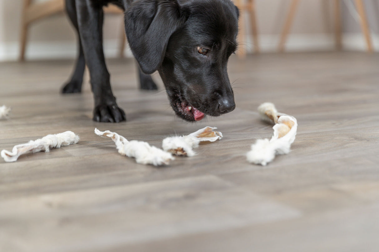 Ein schwarzer Hund auf einem Holzboden beschnuppert weiße, zerfetzte Stoffstücke.