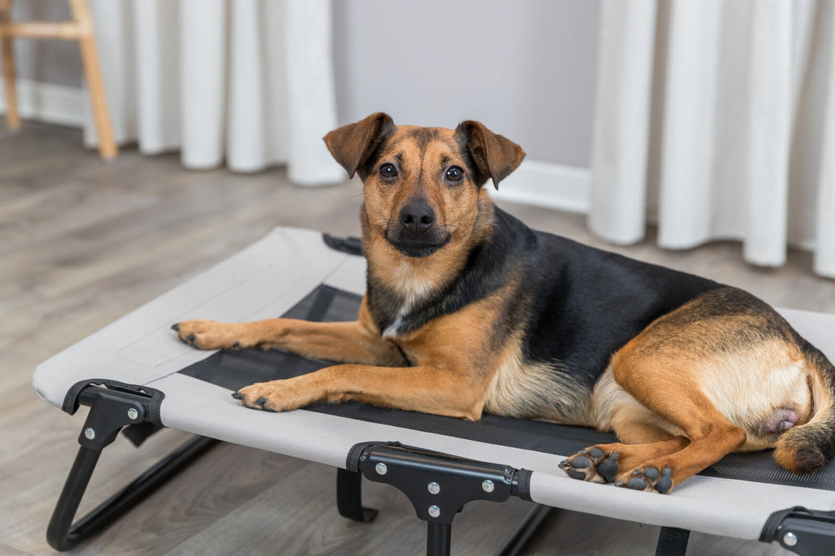 Hund liegt auf einem erhöhten, grauen Hundebett in einem Raum mit Holzfußboden und weißen Vorhängen.