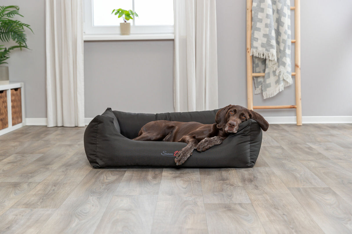 Ein brauner Hund liegt entspannt in einem schwarzen Hundebett in einem Zimmer mit grauen Wänden und Holzfußboden.