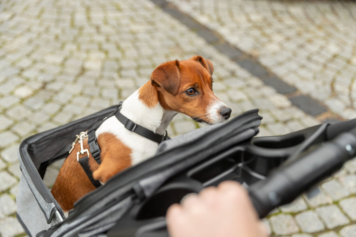 Buggy für Hunde