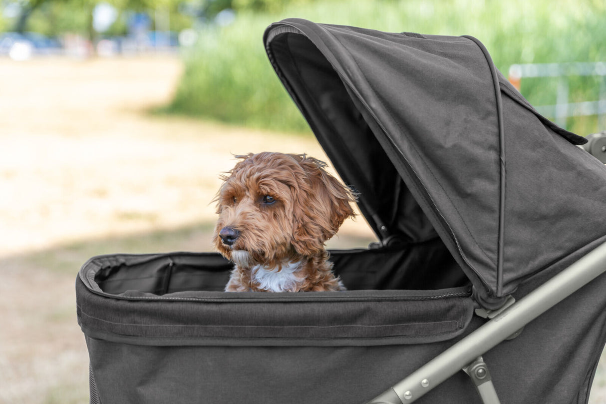 Ein brauner Hund sitzt in einem schwarzen offenen Kinderwagen im Freien, umgeben von Bäumen.