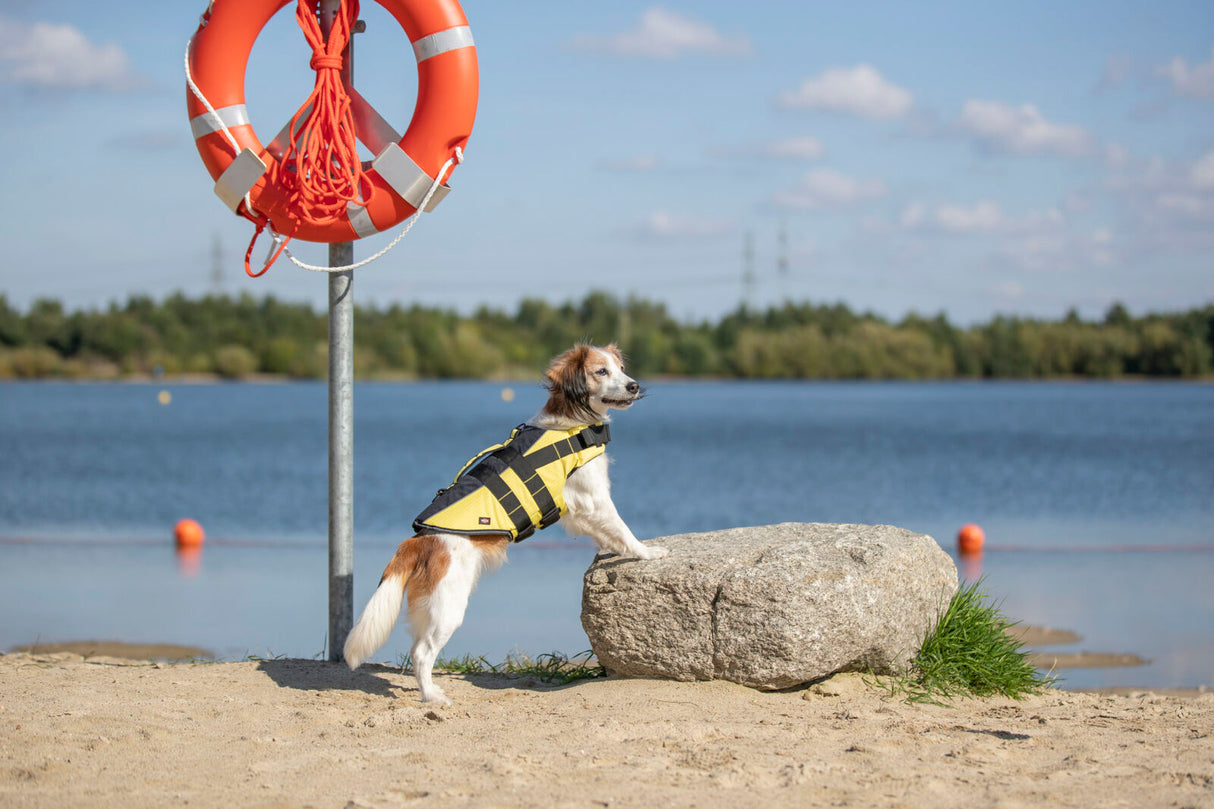 Hund mit gelb-schwarzer Schwimmweste steht auf einem Felsen am Strand, daneben ein roter Rettungsring.