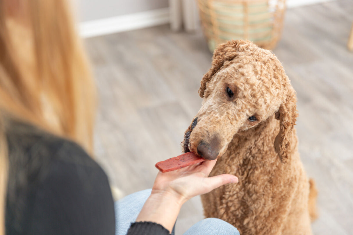Eine Person mit blonden Haaren füttert einen großen, lockigen Hund mit einem roten Leckerli auf einer geöffneten Hand.