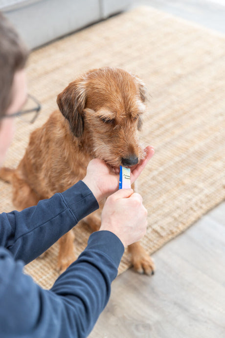 PHO_PRO_DOG_31900-31901-1