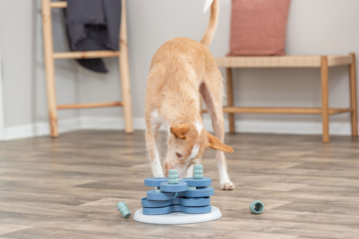 Hund untersucht ein blaues Intelligenzspielzeug auf einem Holzboden im Wohnzimmer.