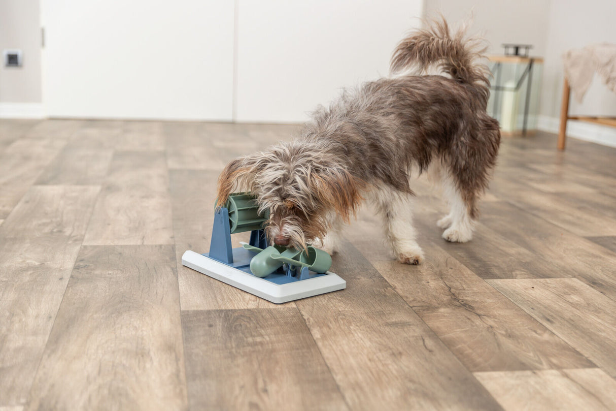 Ein zotteliger Hund schnuppert an einem blauen und grünen Spielzeug auf Holzboden.
