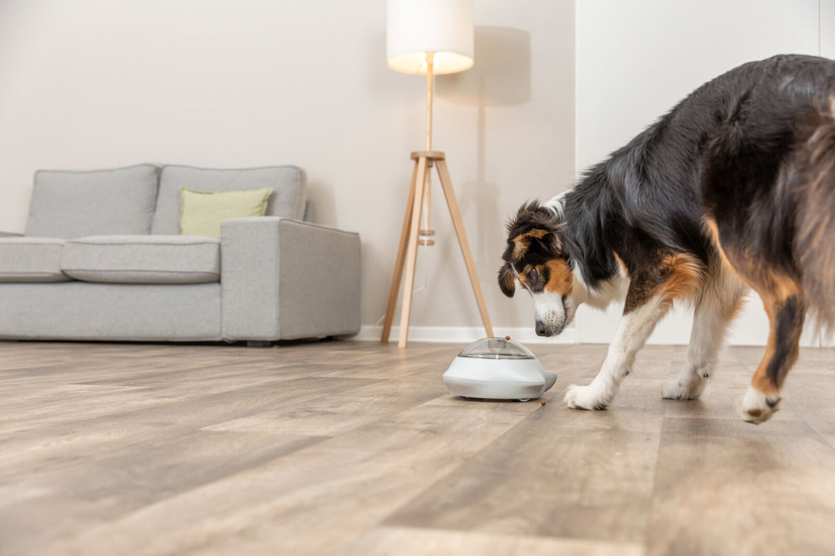 Hund betrachtet einen Futterspender auf einem Holzboden im Wohnzimmer vor einem Sofa.