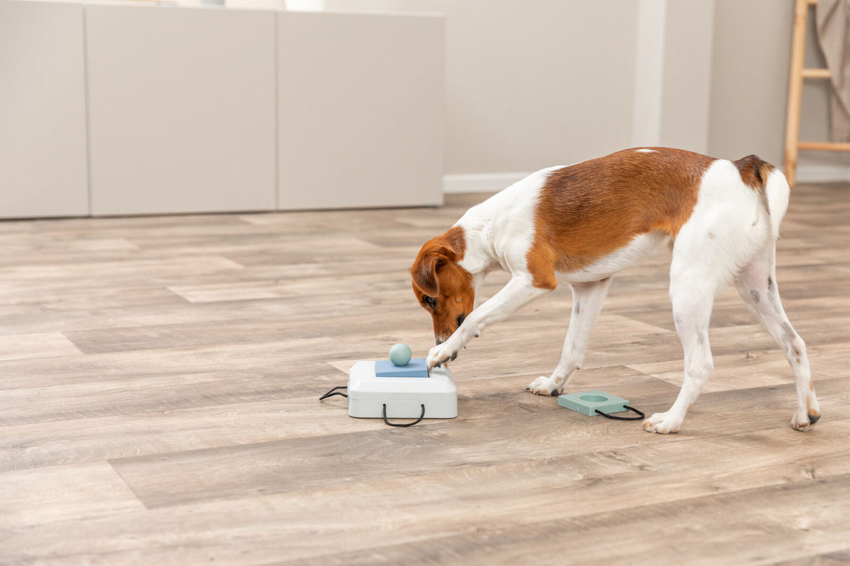 Hund mit weiß-braunem Fell spielt mit interaktivem Spielzeug auf einem Holzboden.