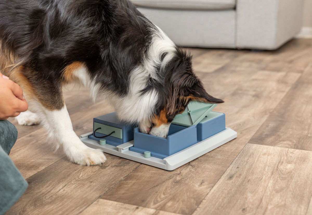 Ein Hund frisst aus einem blauen interaktiven Futterspielzeug auf einem Holzboden im Innenraum.
