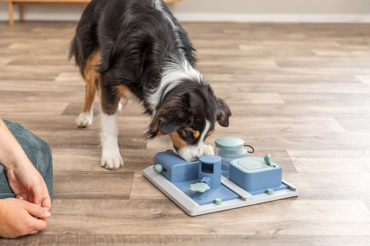 Hund untersucht auf Boden liegendes, blaues Aktivitätsspielzeug im Raum.