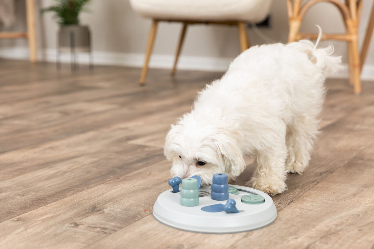 Weißer Hund schnüffelt an einem runden, farbigen Spielzeug auf einem Holzboden.